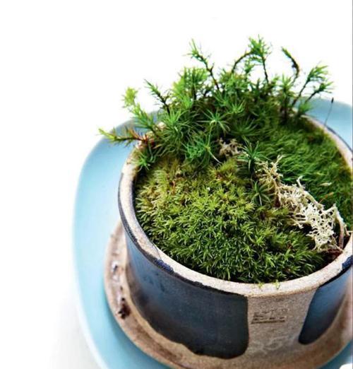 盆景苔藓小院的养护方法是什么？如何保持其自然美观？