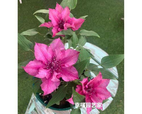 铁线莲苗带花的养护方法有哪些？