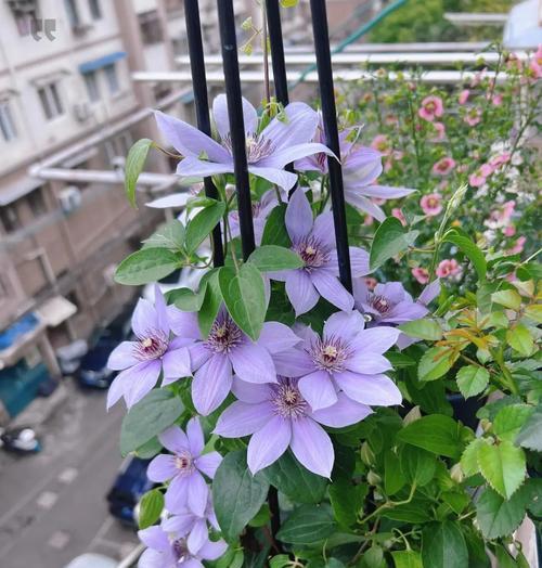 铁线莲苗带花的养护方法有哪些？