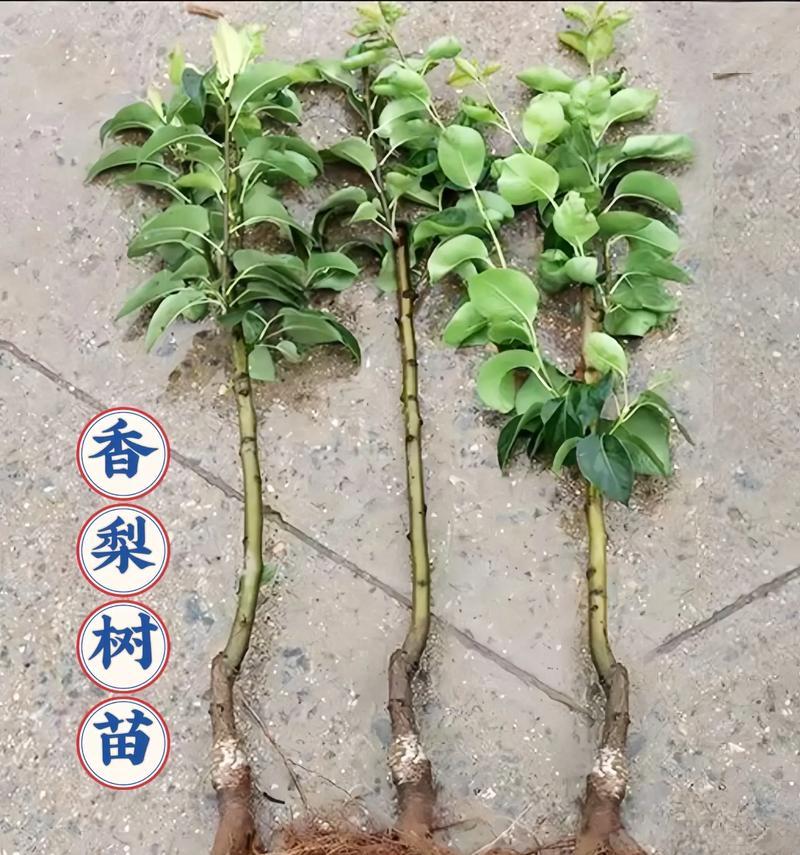 梨树栽培技术主要包括哪些方面？