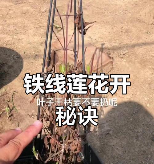 铁线莲养殖技巧有哪些？如何保持其美观？