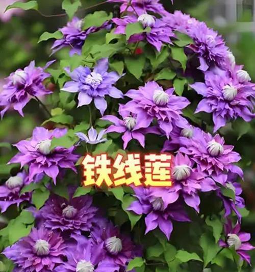 铁线莲养殖技巧有哪些？如何保持其美观？