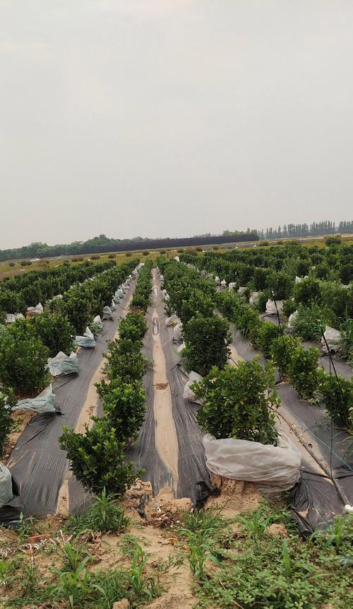 南方适合种植哪些高杆观赏植物？