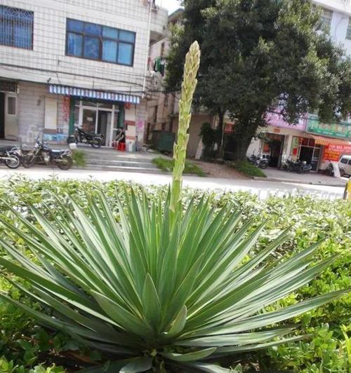 南方适合种植哪些高杆观赏植物？