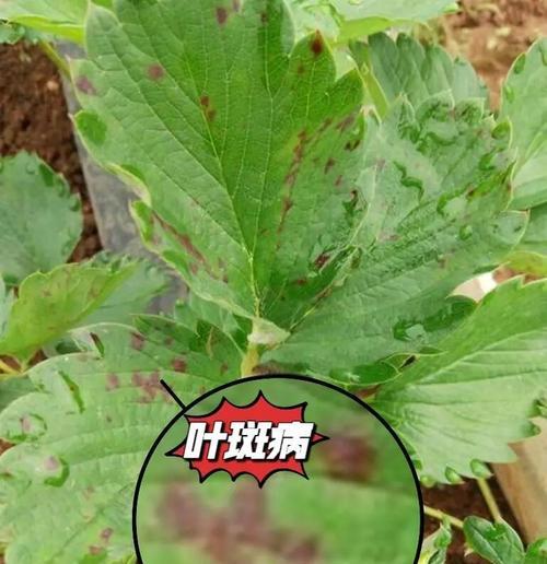 草莓叶子边缘发黄干枯的原因是什么？