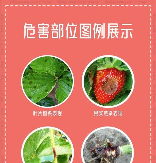 草莓叶子边缘发黄干枯的原因是什么？
