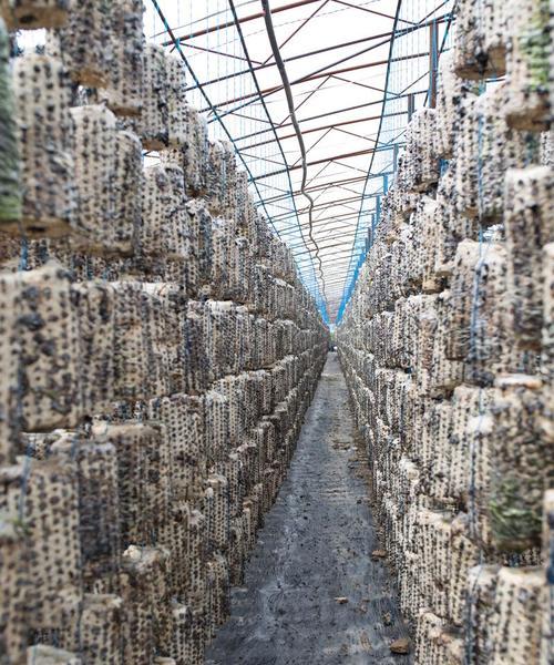 羊肚菌栽培有哪些高效技术？种类有哪些？
