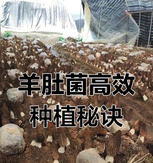 羊肚菌栽培有哪些高效技术？种类有哪些？