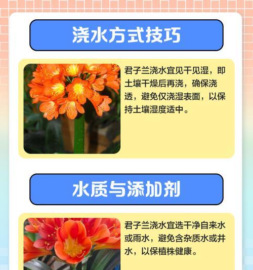 君子兰浇水技巧有哪些？如何确保最佳养护效果？