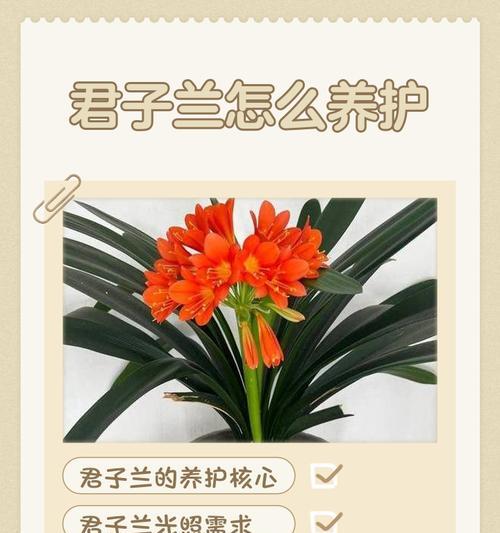 君子兰浇水技巧有哪些？如何确保最佳养护效果？