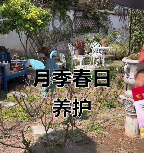 月季修剪后如何正确浇水施肥？