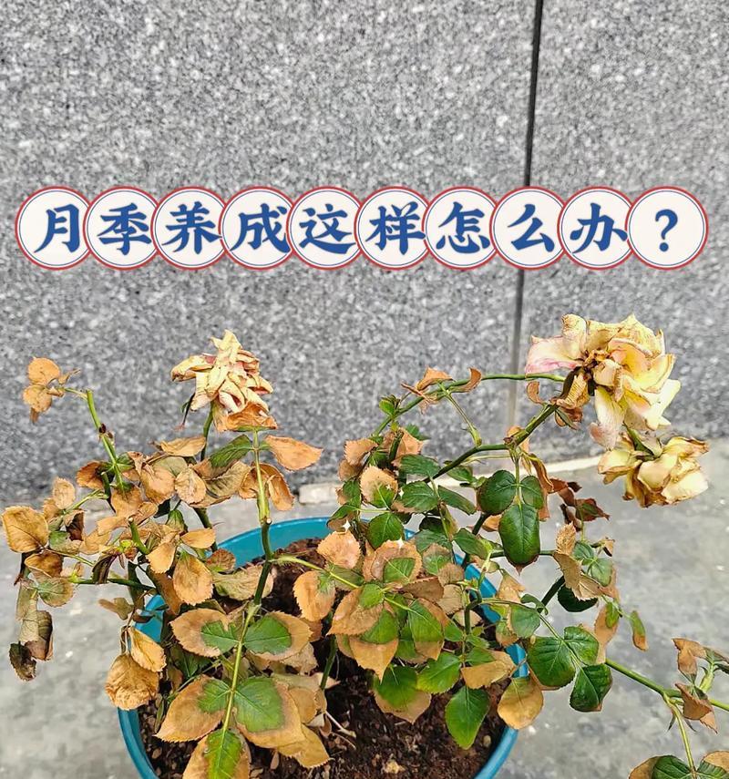 月季修剪后如何正确浇水施肥？