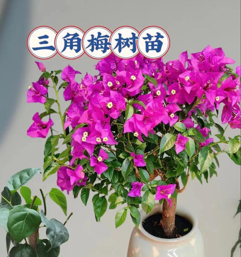 三角梅小苗如何培养成粗桩？
