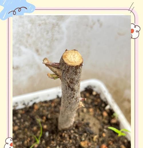 三角梅小苗如何培养成粗桩？