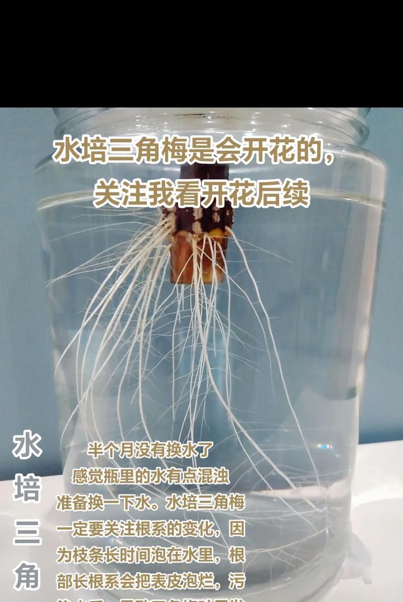 三角梅小苗如何培养成粗桩？