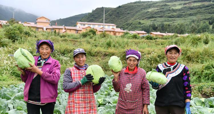 武隆高山萝卜的最佳播种时间是什么时候？