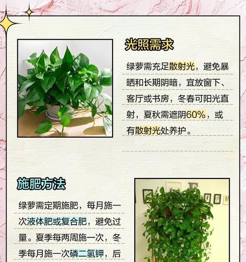 落地绿叶盆景的养护技巧是什么？