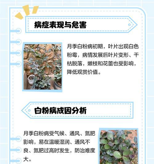 月季叶子长白霜怎么处理？月季白霜病的防治方法是什么？