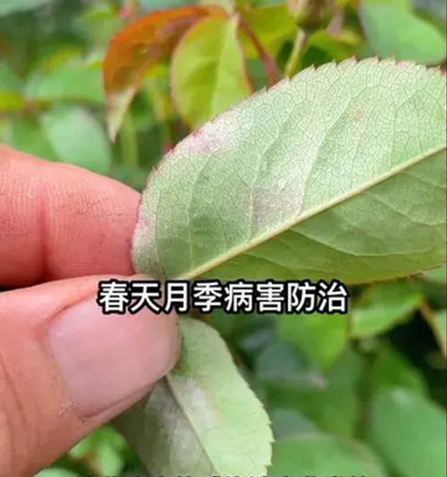 月季叶子长白霜怎么处理？月季白霜病的防治方法是什么？