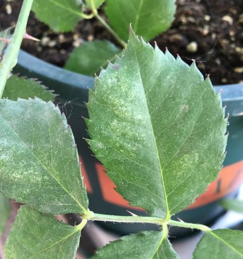 月季花土上的白点是什么原因造成的？