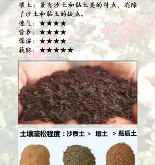月季花土上的白点是什么原因造成的？