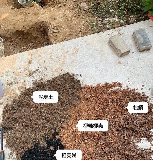 月季花土上的白点是什么原因造成的？