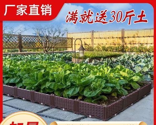 生地叶子发黄的原因是什么？