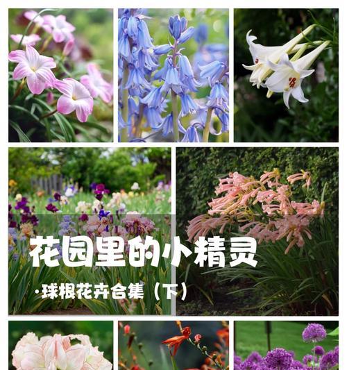 如何养护开花球根植物？