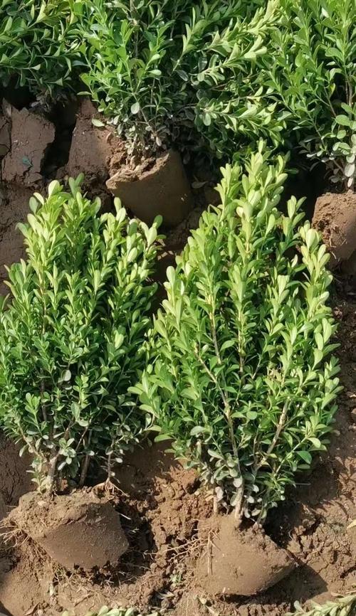 沧州有哪些观赏植物推荐？
