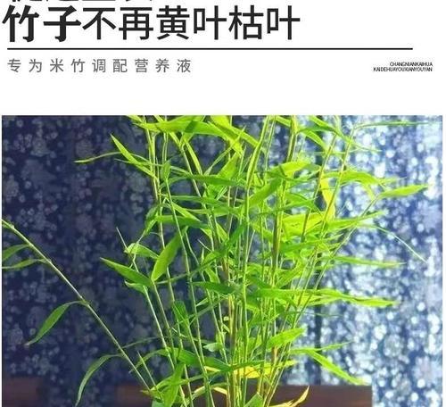 自制米竹肥料水的正确方法是什么？