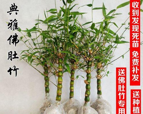 自制米竹肥料水的正确方法是什么？
