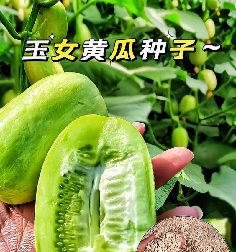 香黄瓜种子的最佳播种时间是什么时候？播种技巧有哪些？