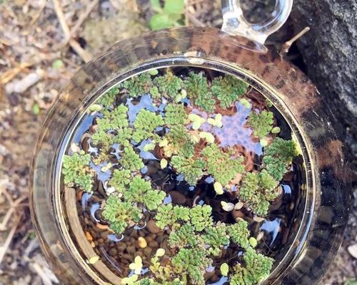 哪些水生植物适合在鱼缸中养殖？