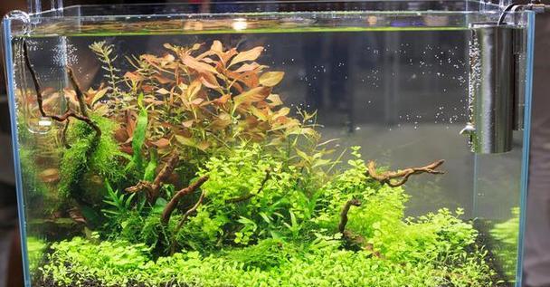 哪些水生植物适合在鱼缸中养殖？