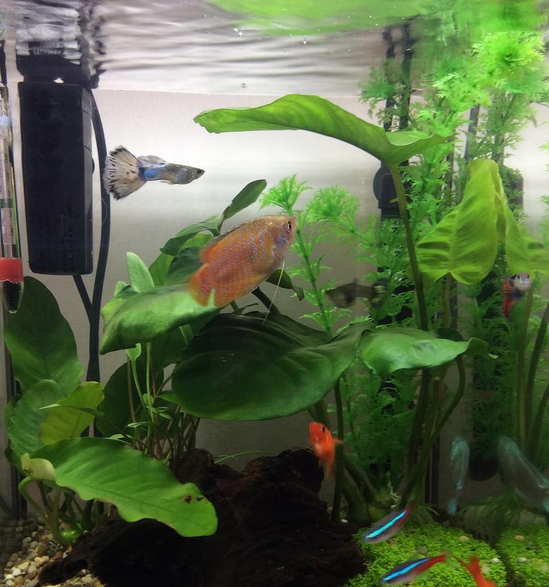 哪些水生植物适合在鱼缸中养殖？
