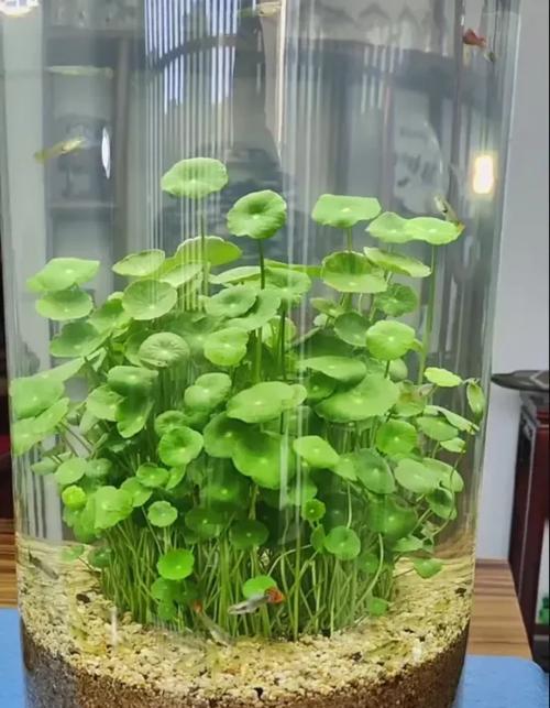 圆鱼缸适合种植哪些观赏植物？如何选择合适的植物？