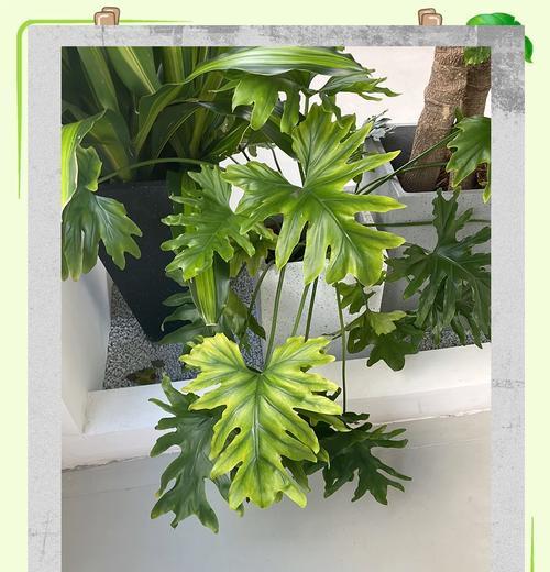 磷肥过量导致叶子发黄的补救措施是什么？