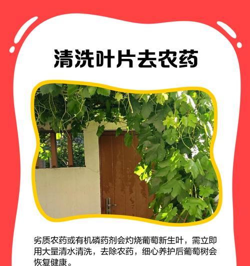 磷肥过量导致叶子发黄的补救措施是什么？
