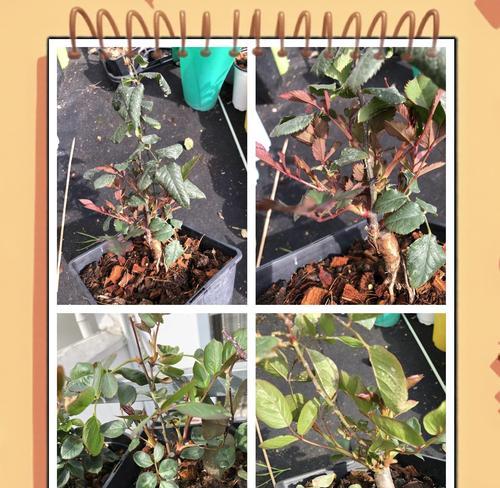 月季盲芽插杆种植方法？如何正确进行？
