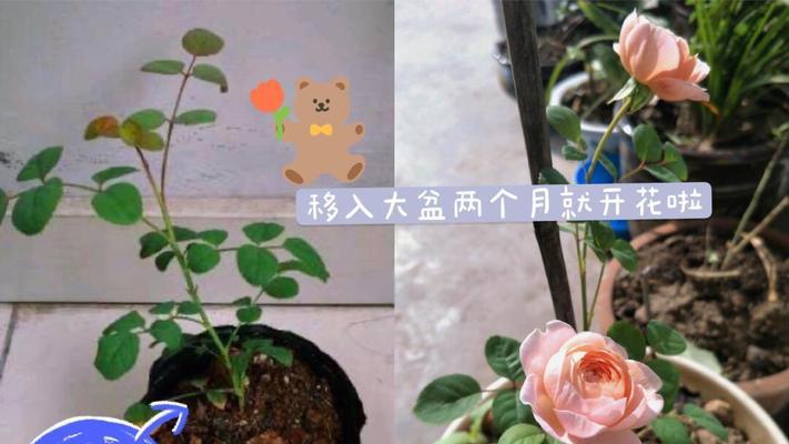 月季盲芽插杆种植方法？如何正确进行？