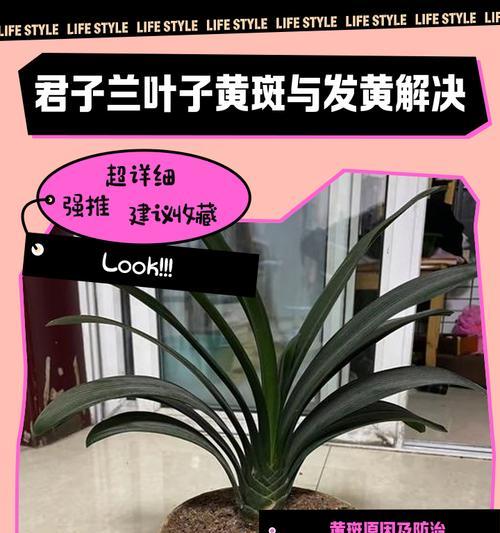 君子兰叶子上的小黑斑是什么原因？如何处理？