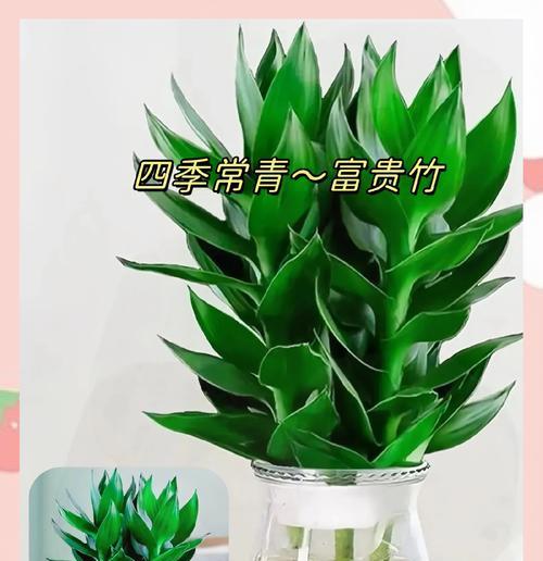 富贵竹浇水后叶子发黄如何处理？