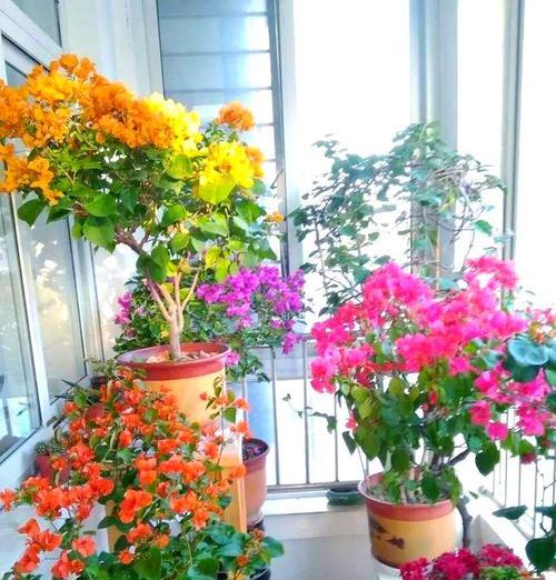 阳台门后适合摆放哪些花卉？