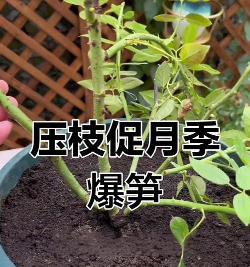 月季爆笋绑绳子的正确步骤是什么？