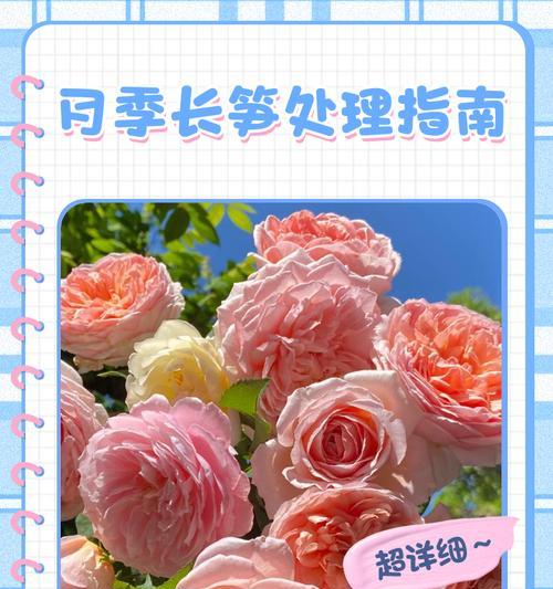 月季爆笋绑绳子的正确步骤是什么？