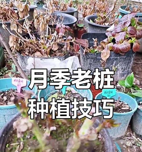 月季爆笋绑绳子的正确步骤是什么？