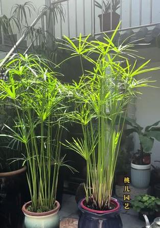 水竹培植物盆景的正确养护方法是什么？