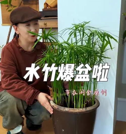 水竹培植物盆景的正确养护方法是什么？