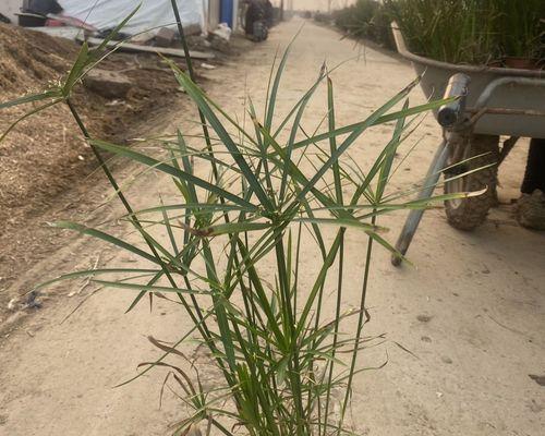 水竹培植物盆景的正确养护方法是什么？
