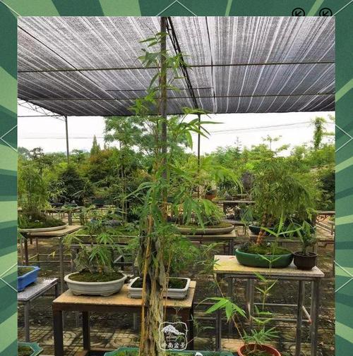 北方盆景竹子的养殖技巧有哪些？